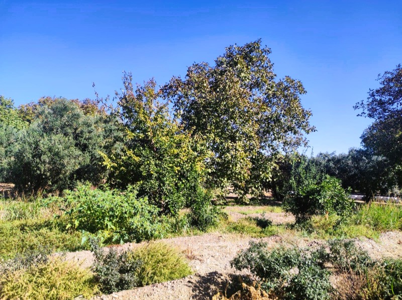 Havran Büyükdere Mah`daTarla. - 4